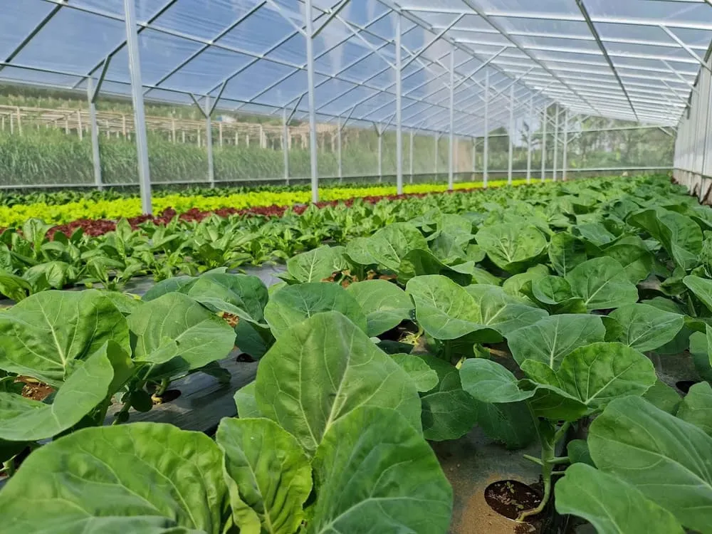 usaha sayur organik kelompok tani citra muda 1